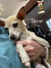 Tanner - Photo 3