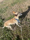 Tanner - Photo 6