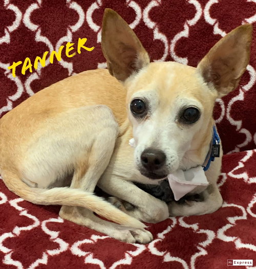 TANNER - Chihuahua available for adoption