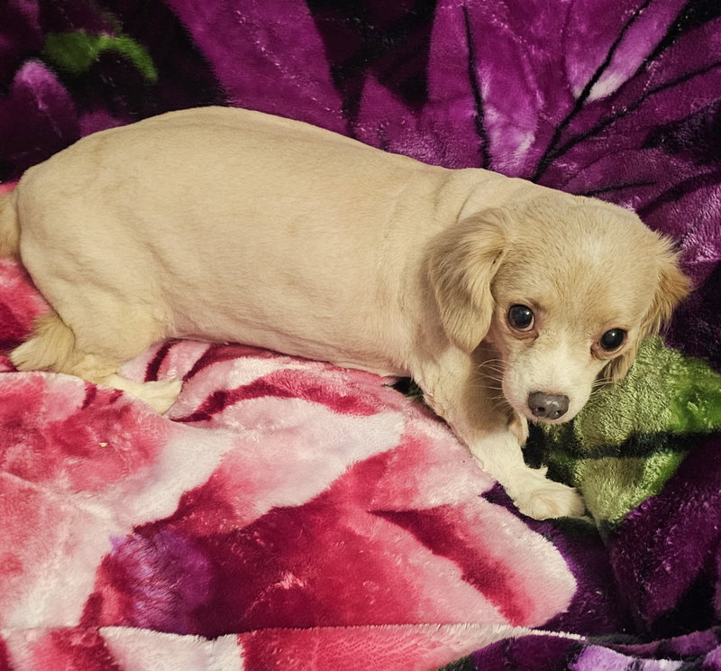 Winnie- needs a loving/patient home