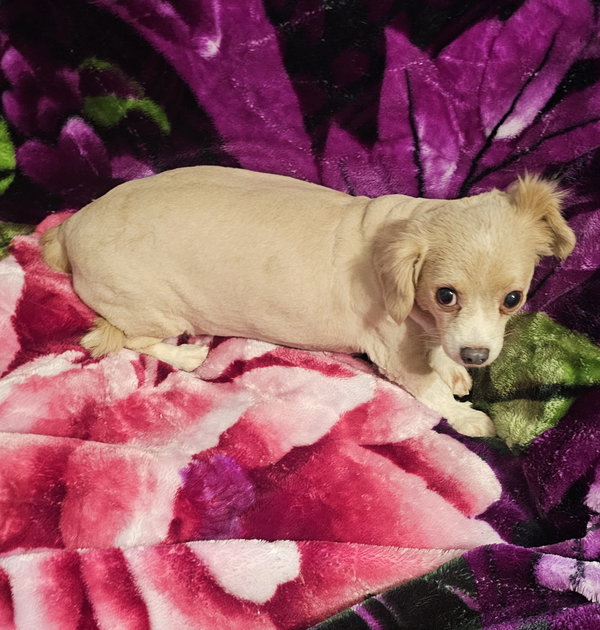 Winnie- needs a loving/patient home