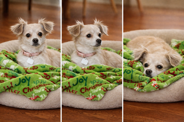 Winnie- needs a loving/patient home Image