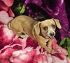 Abhi - Photo 4