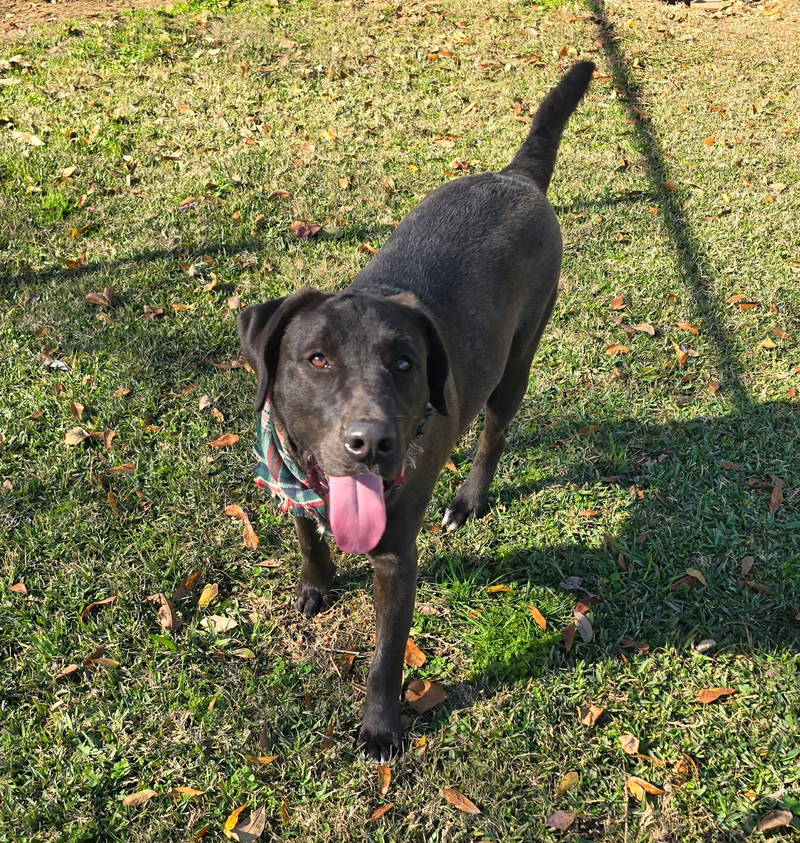 Louie- loving lab!