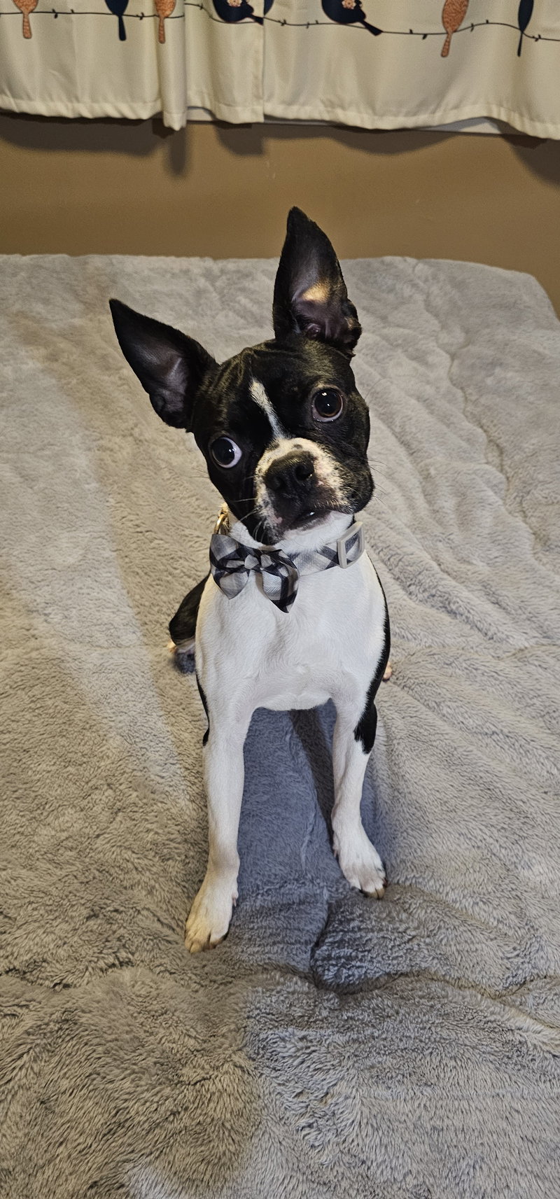Stewie- NO MORE APPLICATIONS PLEASE!