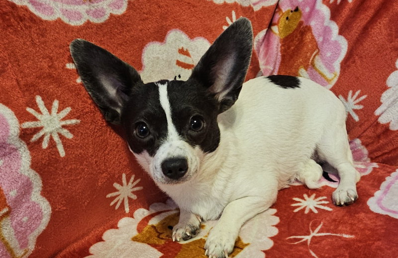 Pixie- tiny girl big heart
