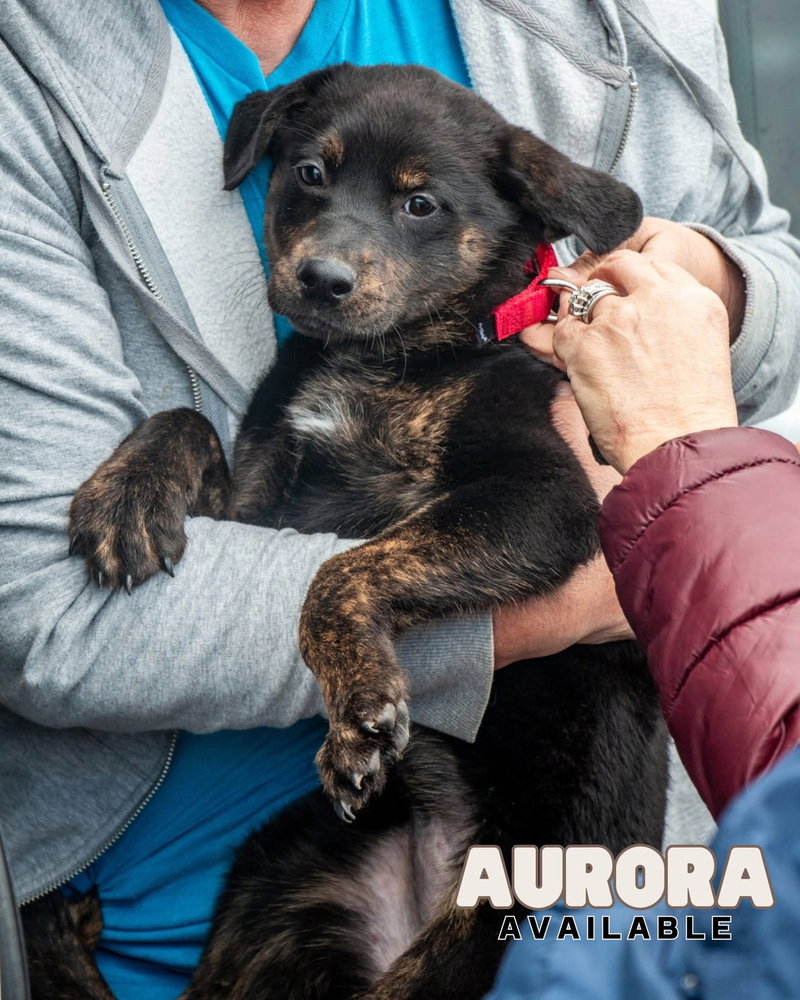Aurora – brindle beauty