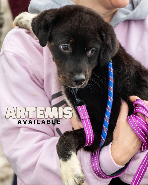 Artemis ~ ADOPTION PENDING! — thumbnail 3
