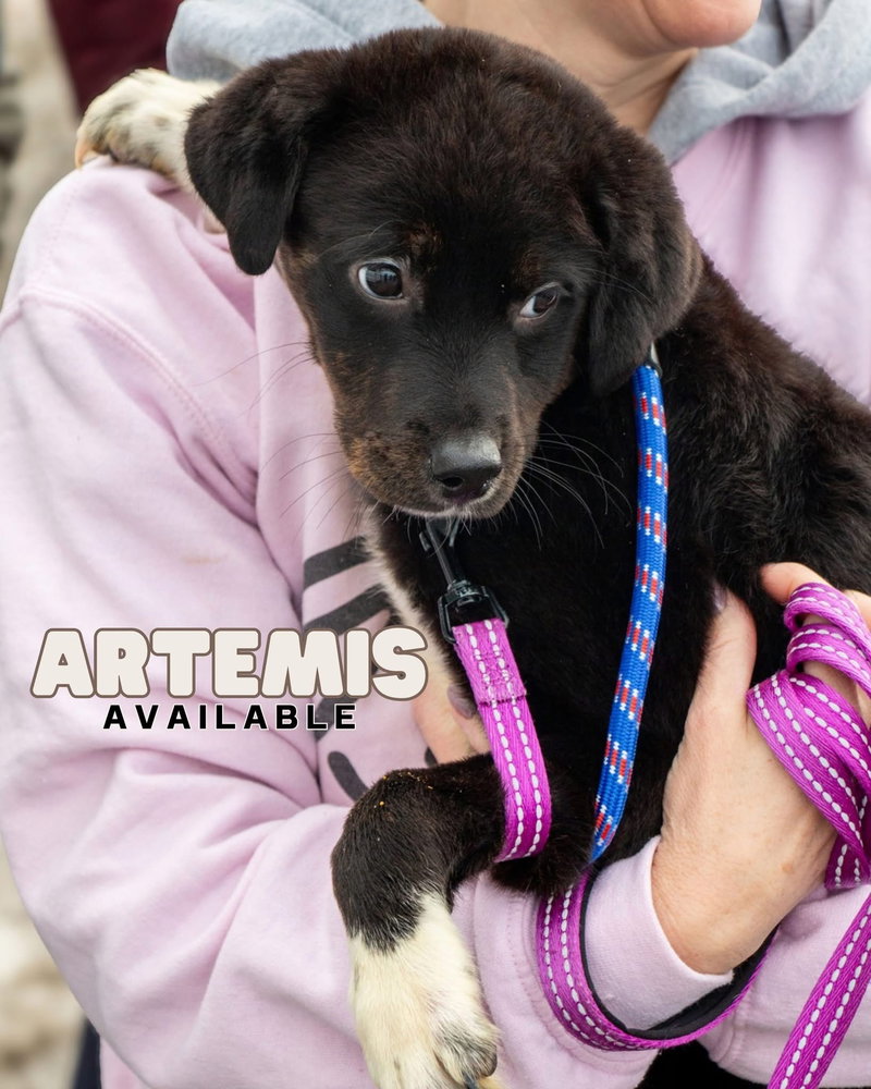 Artemis ~ ADOPTION PENDING!