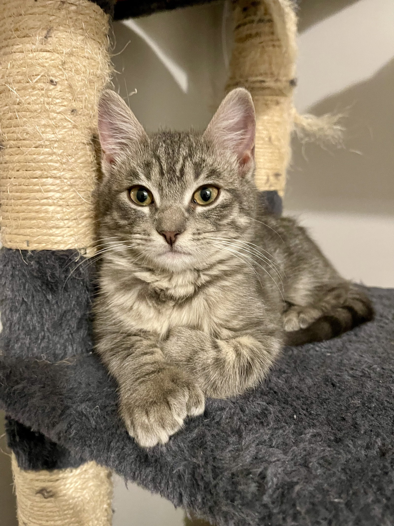 BINX ~ Adoption Pending!! Image