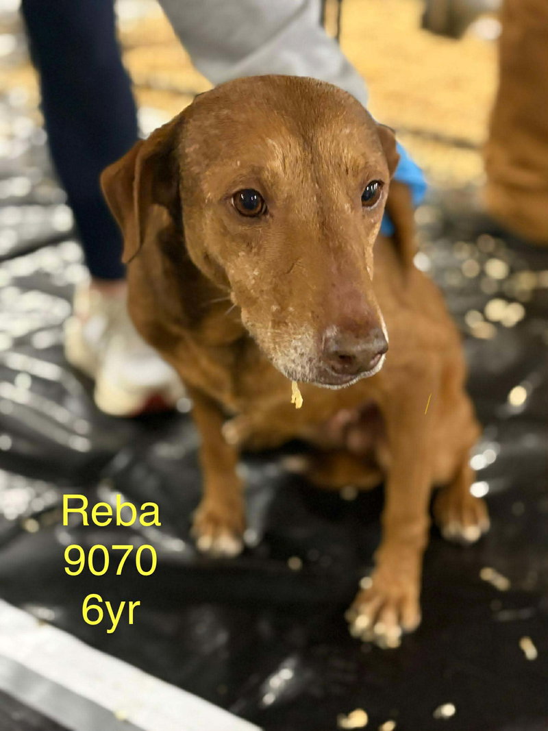 Reba