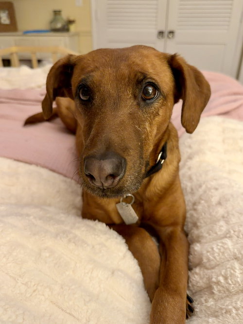Sugar - The Sweetest, an adoptable Vizsla in Oakhurst, NJ