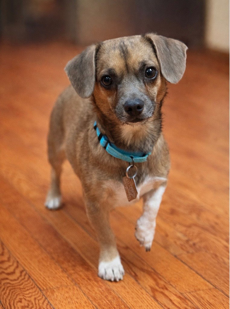 Pimbi - Pro Tail-wagger, Part-time Heart-stealer