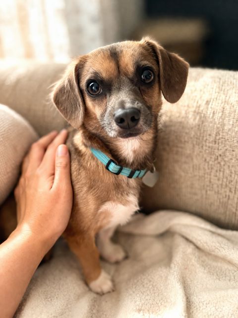 Pimbi – Pro tail-wagger, part-time heart-stealer
