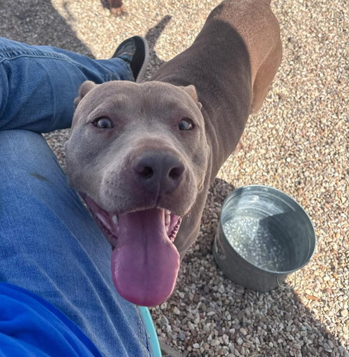 Velora- puppy at heart