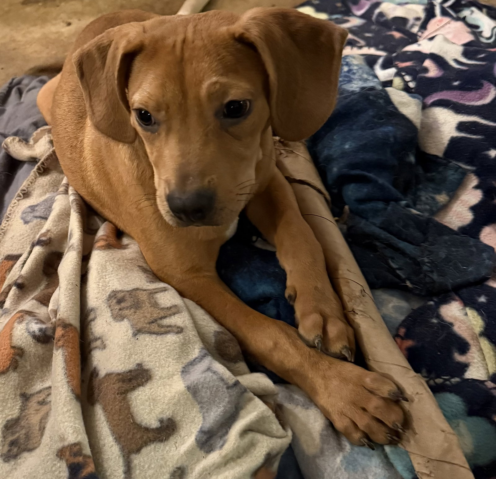 Dash- handsome hound Image