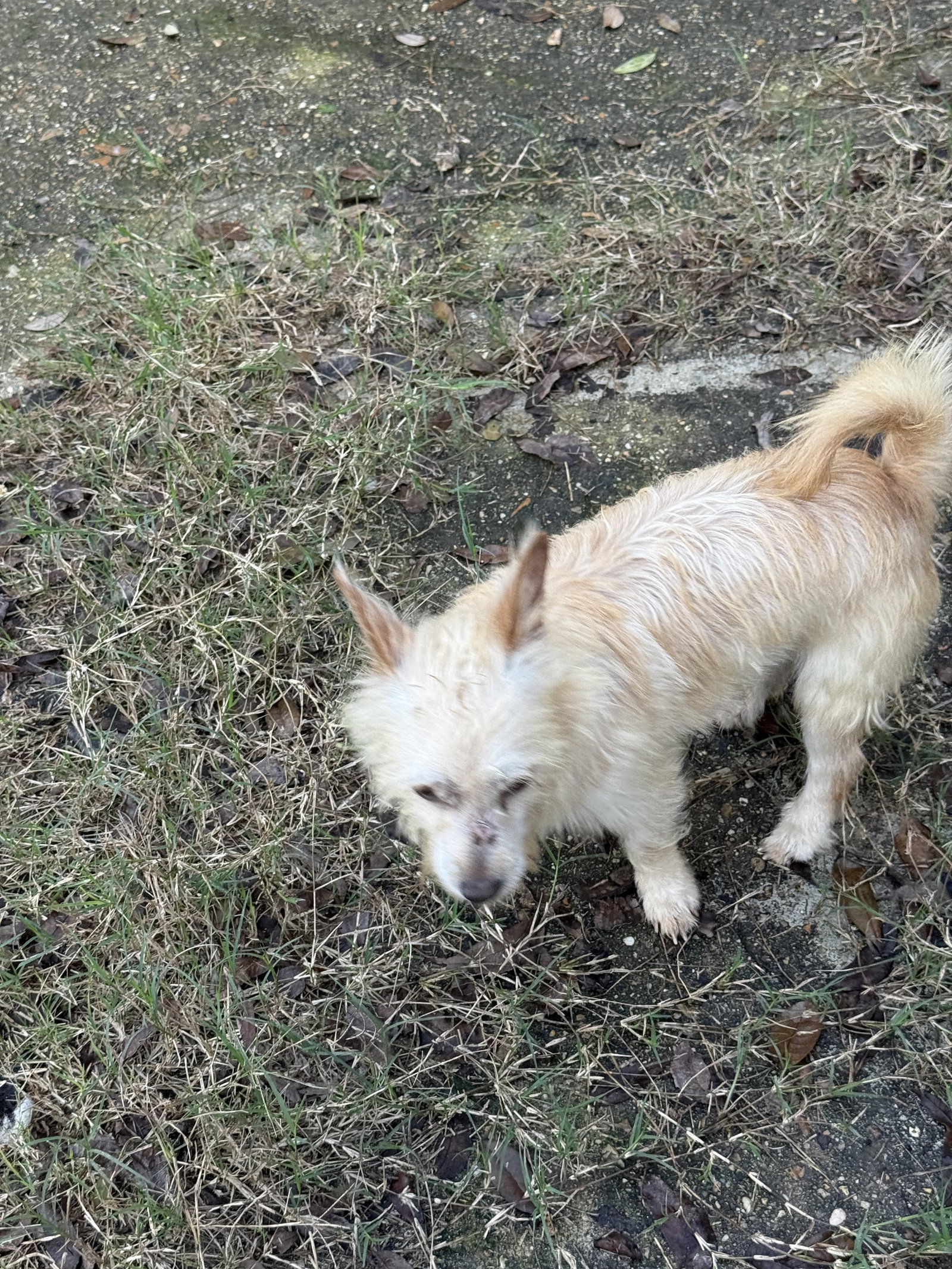 Humphrey- scruffy sweetheart Image