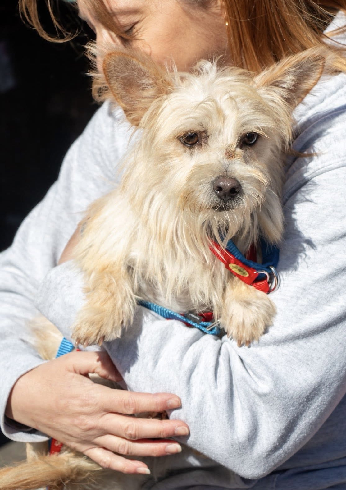 Humphrey- scruffy sweetheart Image
