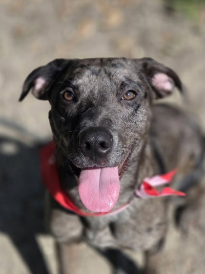 Dominic-playful goof
