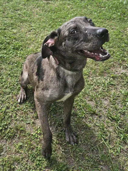 Dominic - Playful Goof - Catahoula Leopard Dog