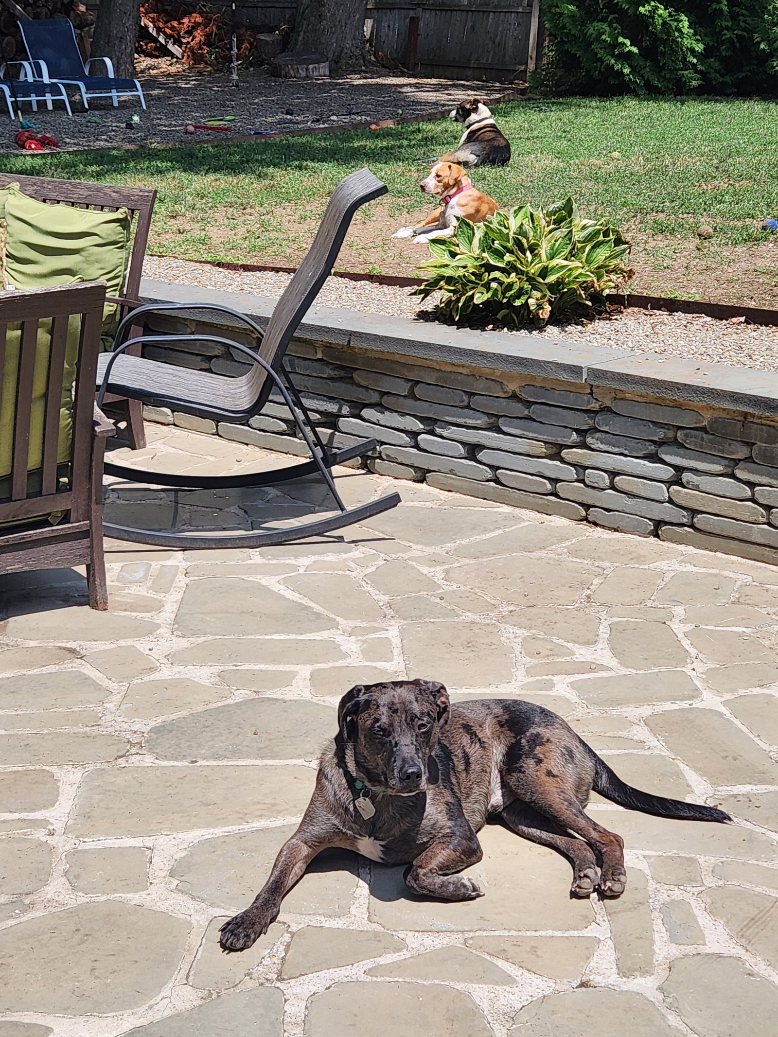 Dominic - Adoption Pending!, photo 13