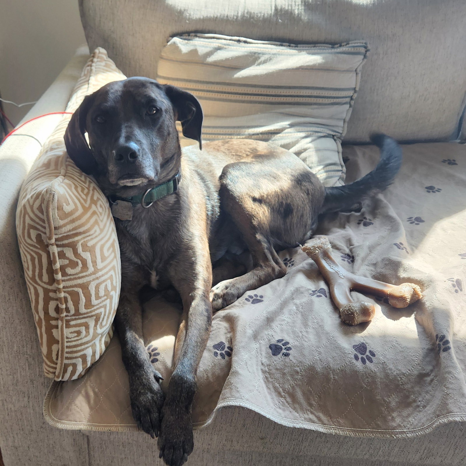 Dominic - Adoption Pending!, photo 12