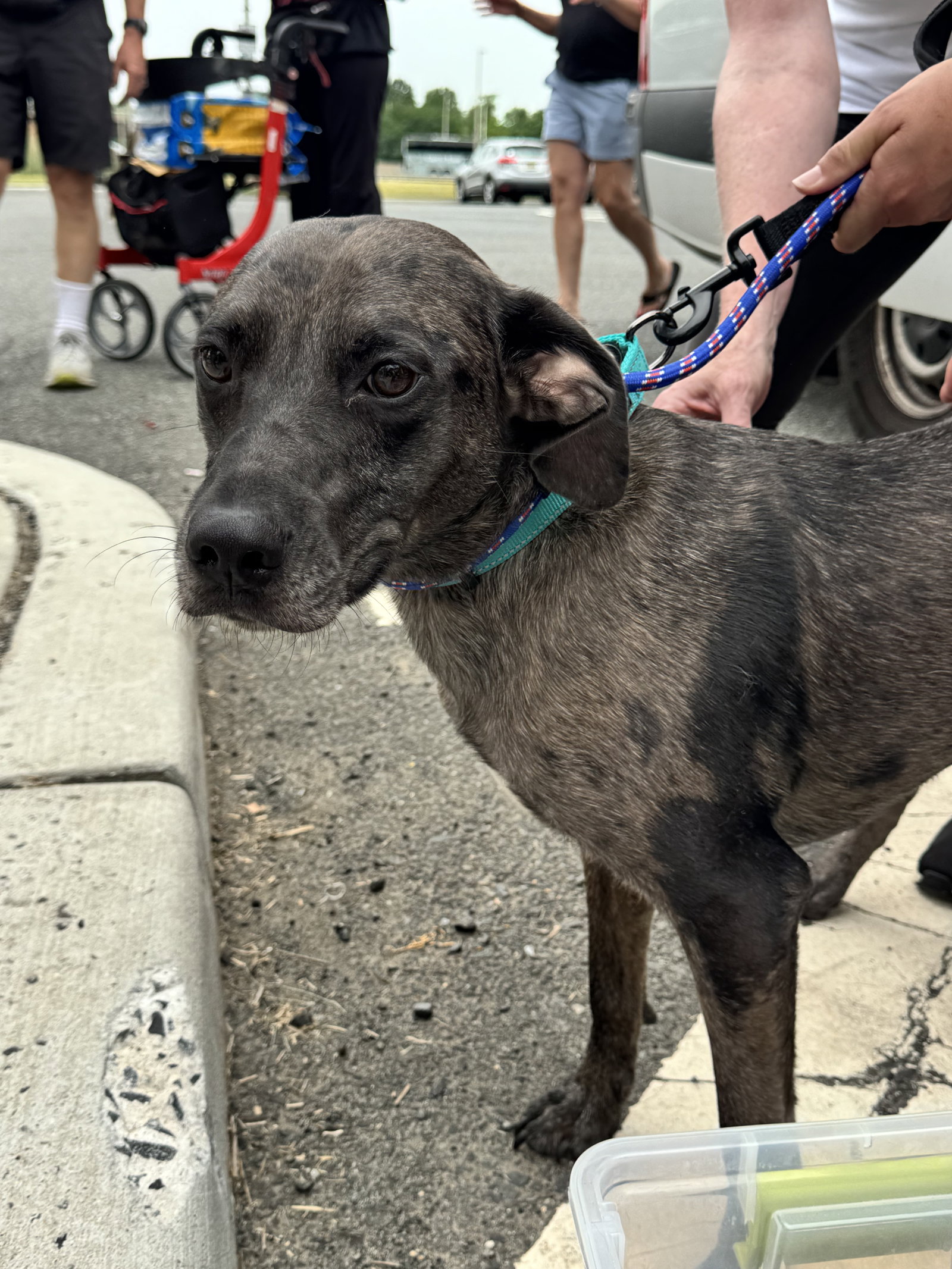 Dominic - Adoption Pending!, photo 15