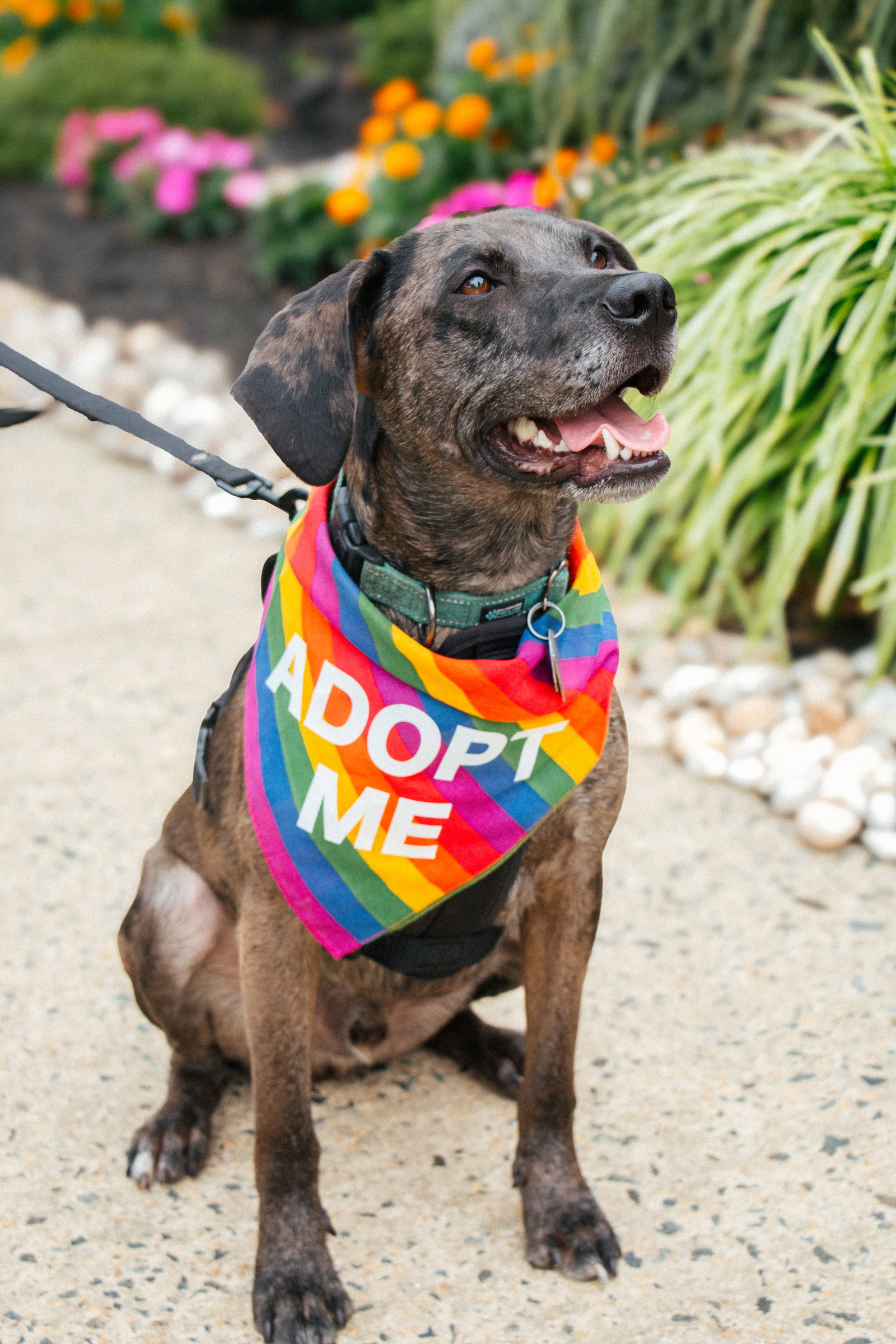 Dominic - Adoption Pending!, photo 8