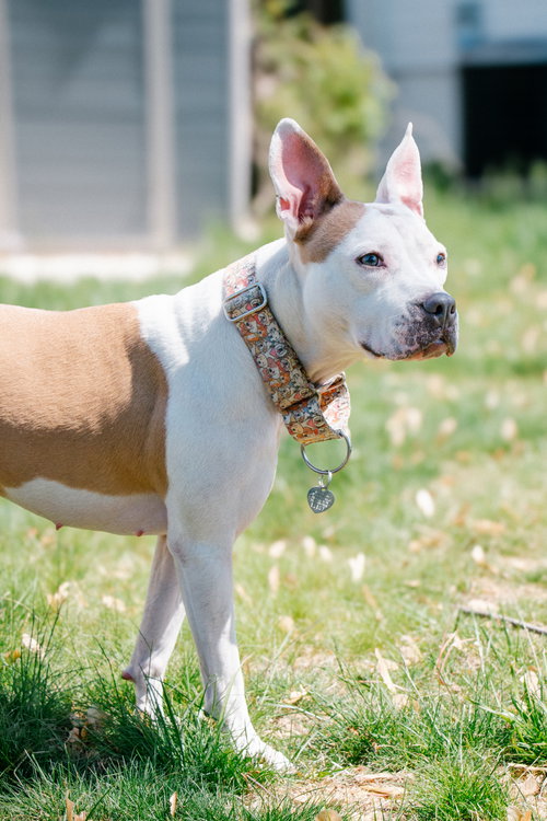 Minnie, an adoptable Terrier in Oakhurst, NJ
