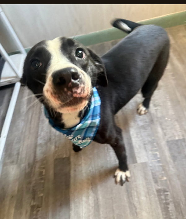 Preston- sweet tripod!