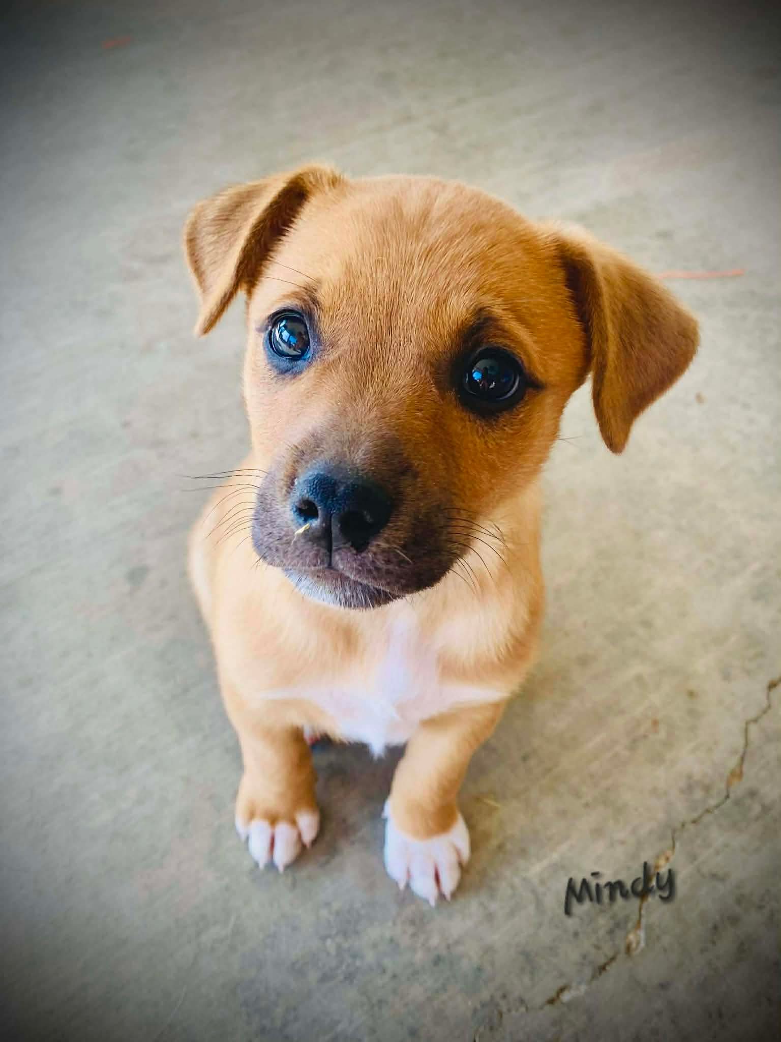 Mountain Cur