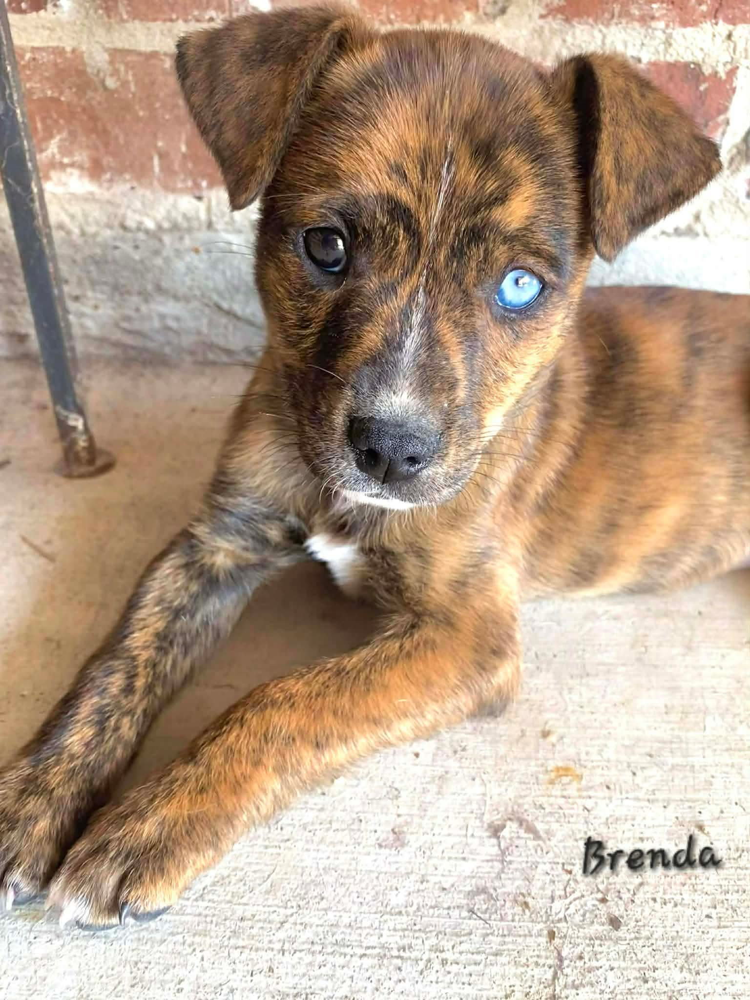 Mountain Cur