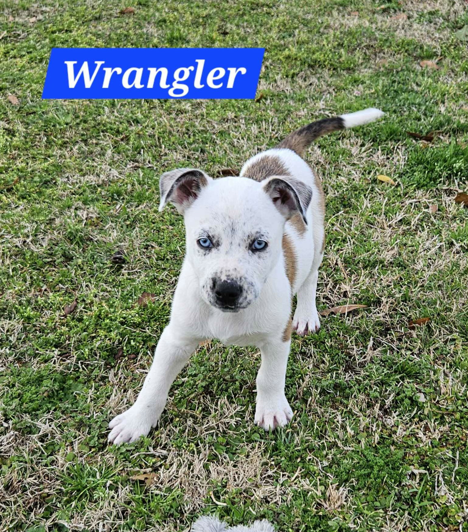Wrangler — Blue Eyes, Big Heart
