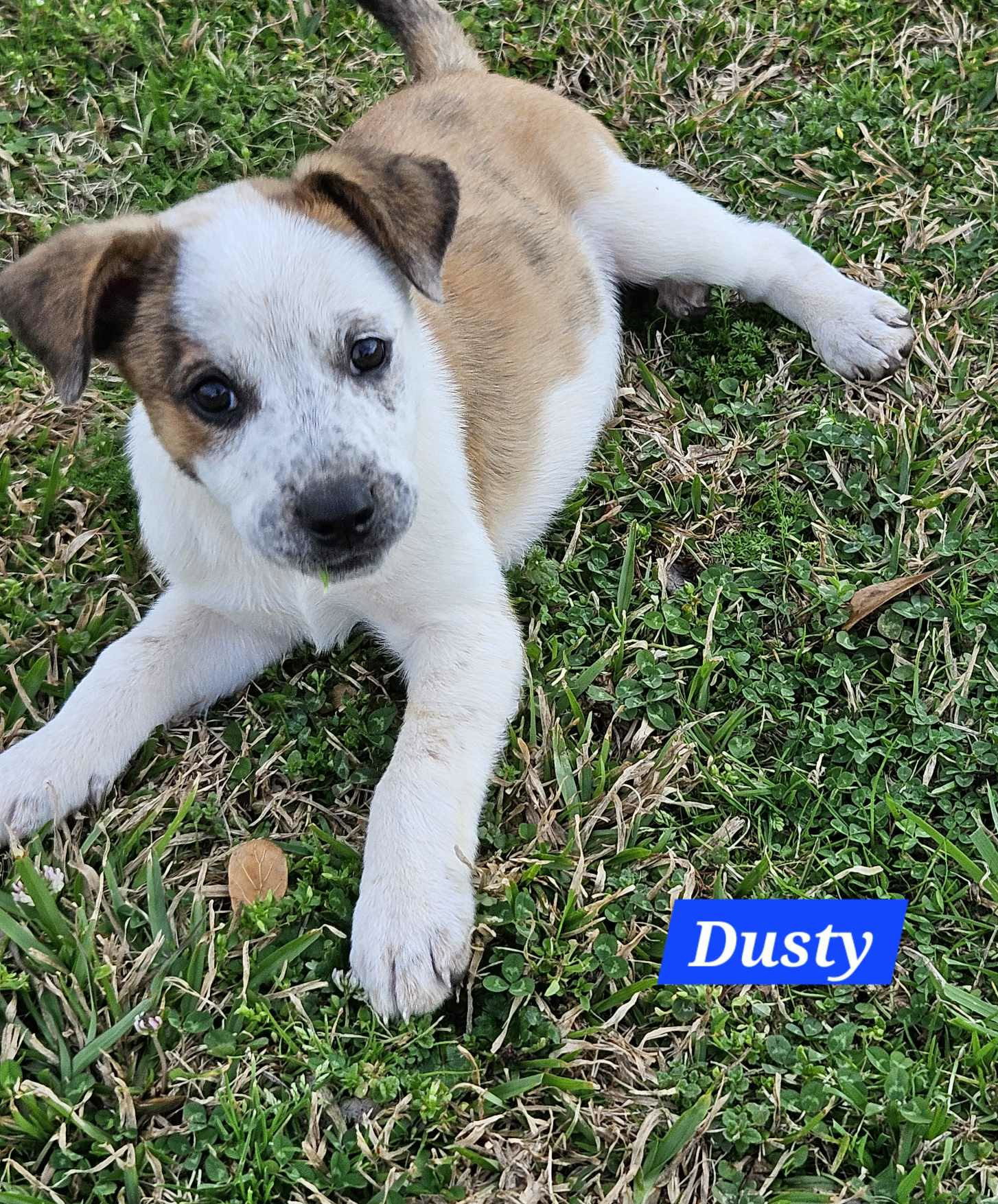 Dusty- Loving Boy