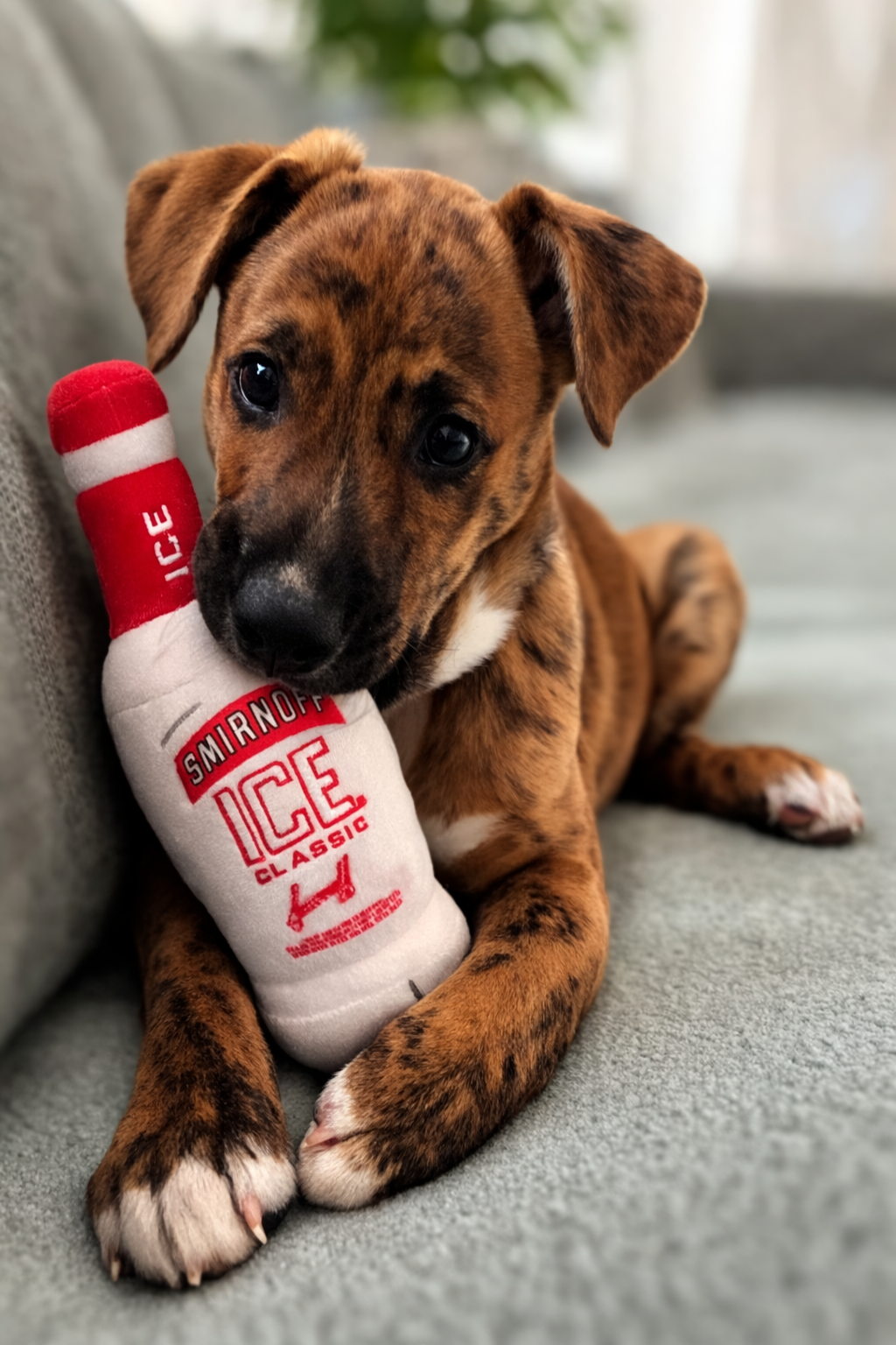 Roo-handsome Boy