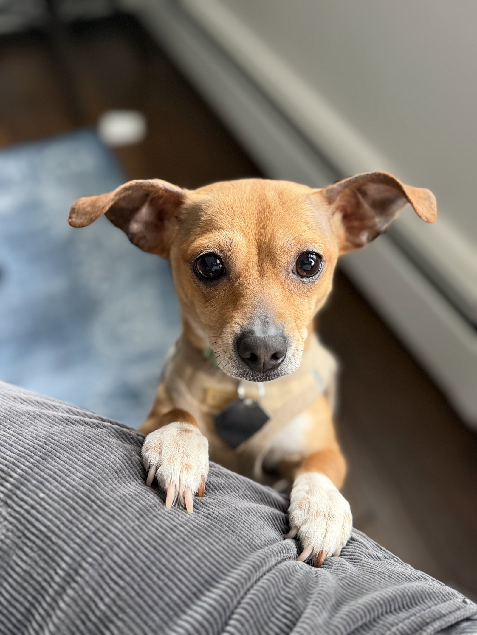 Chihuahua