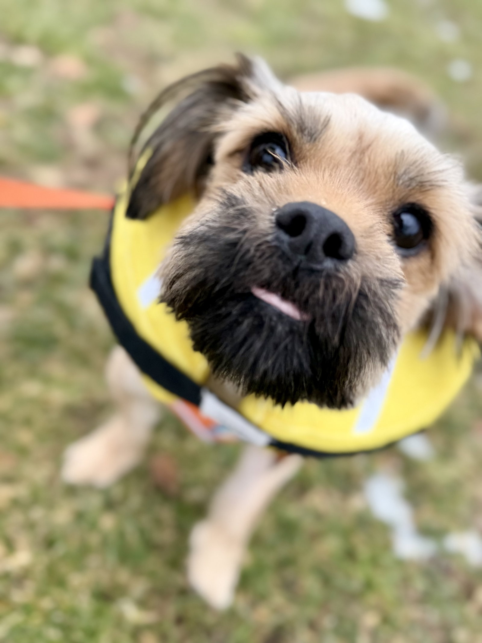 Chanel-tiny Sweetheart Bonded To Velani