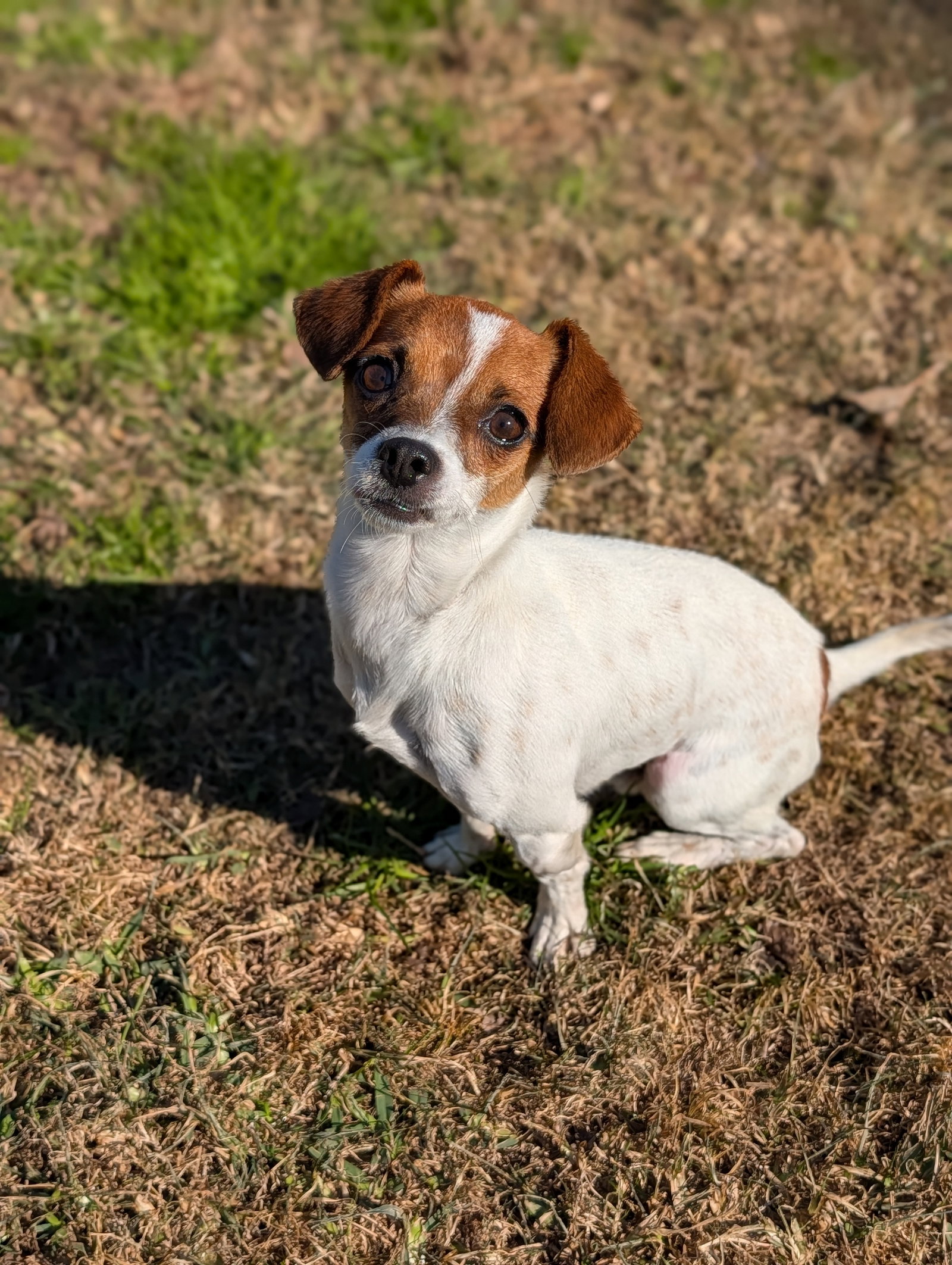 Chihuahua
