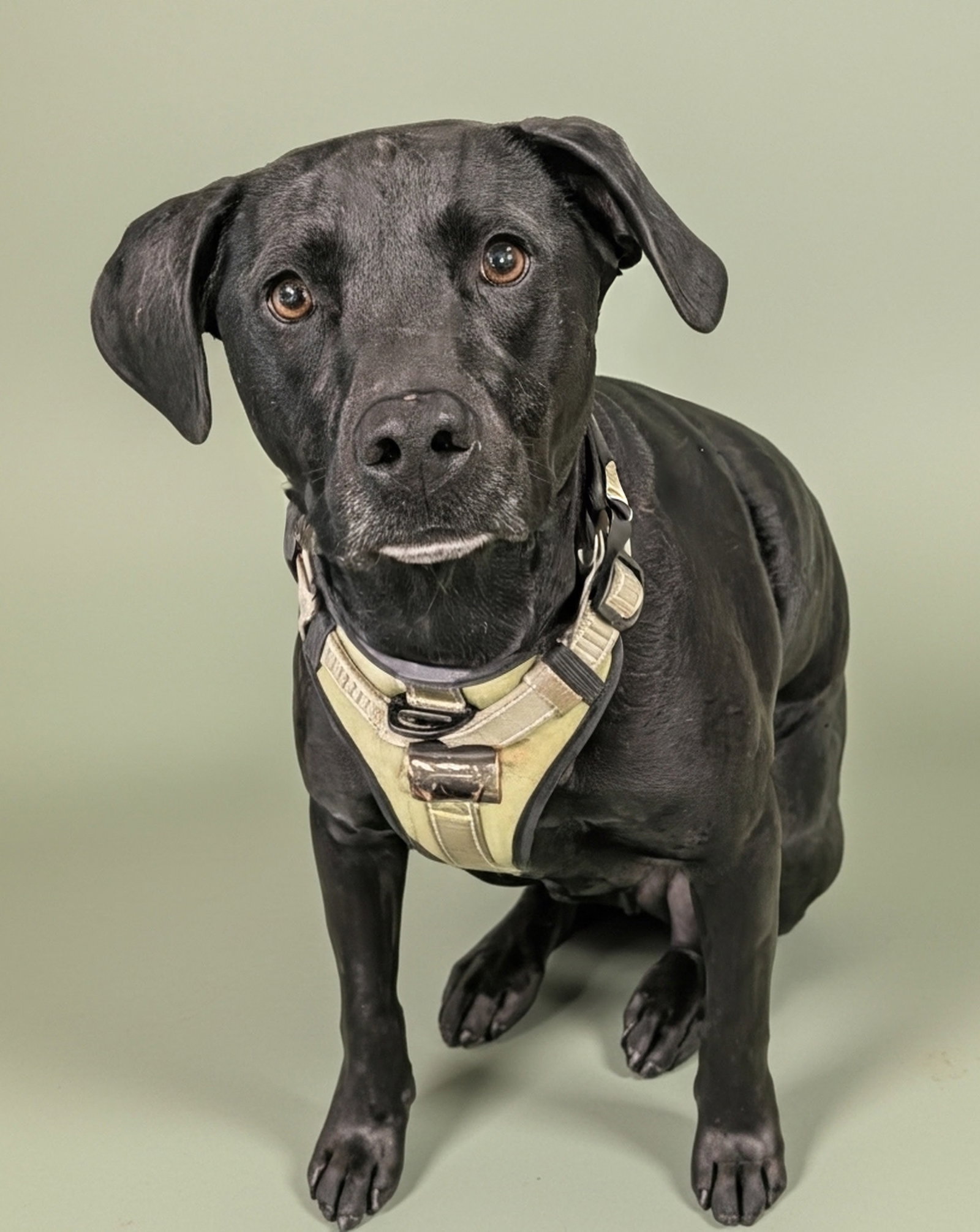 Labrador Retriever