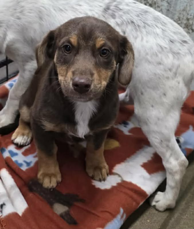 Matty – Adoption Pending!