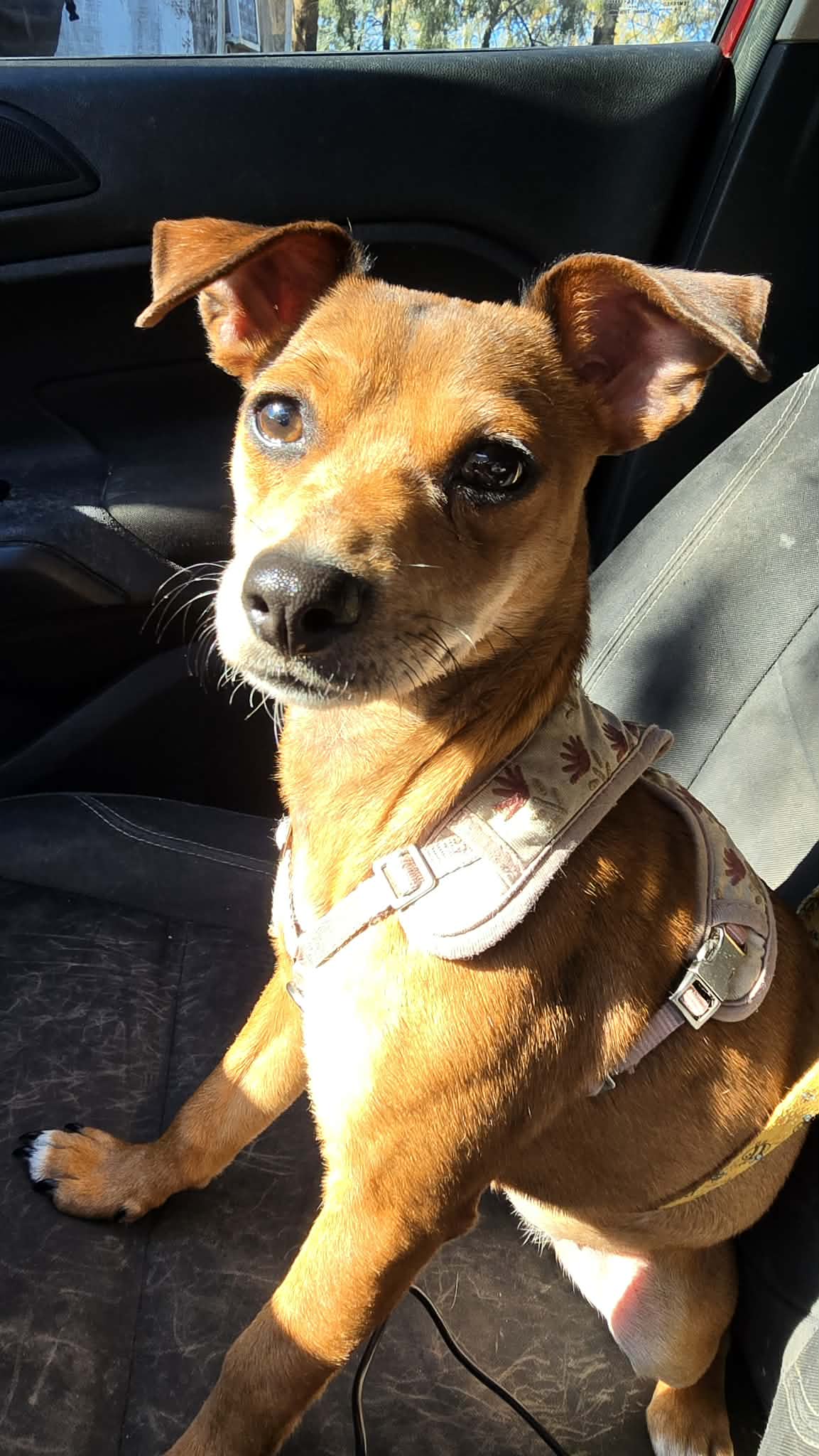 Zena- Our Little Princess Warrior