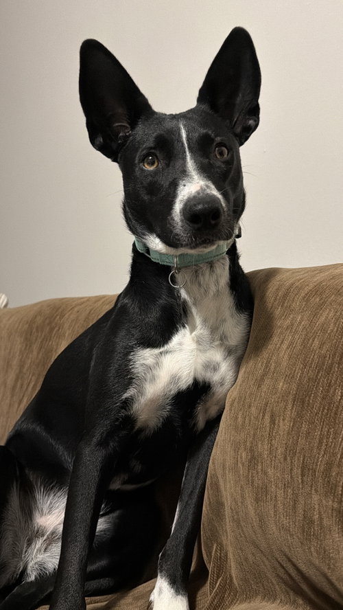 Spooky- big ear energy, an adoptable Border Collie in Oakhurst, NJ