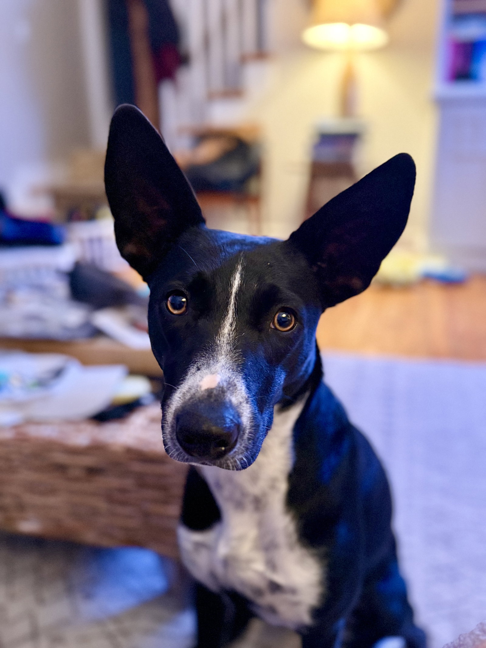 Spooky- big ear energy Image
