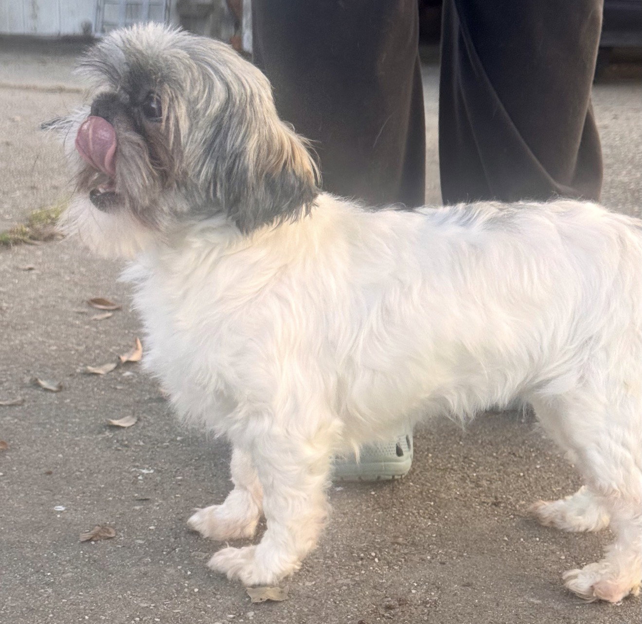 Shih Tzu
