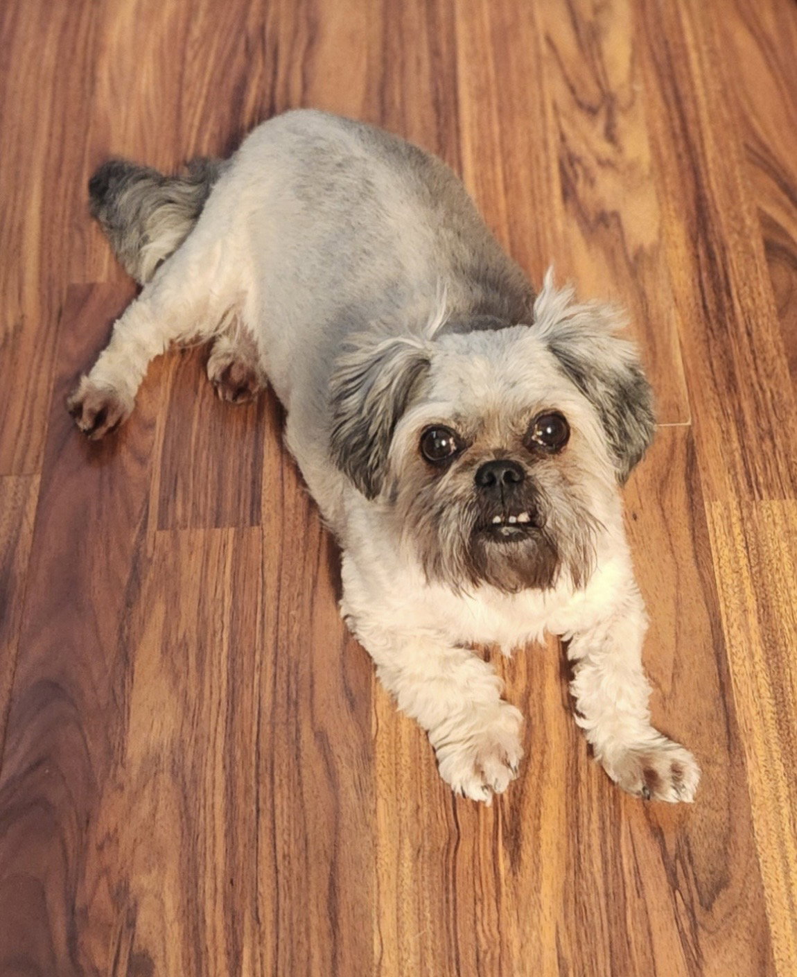 Shih Tzu