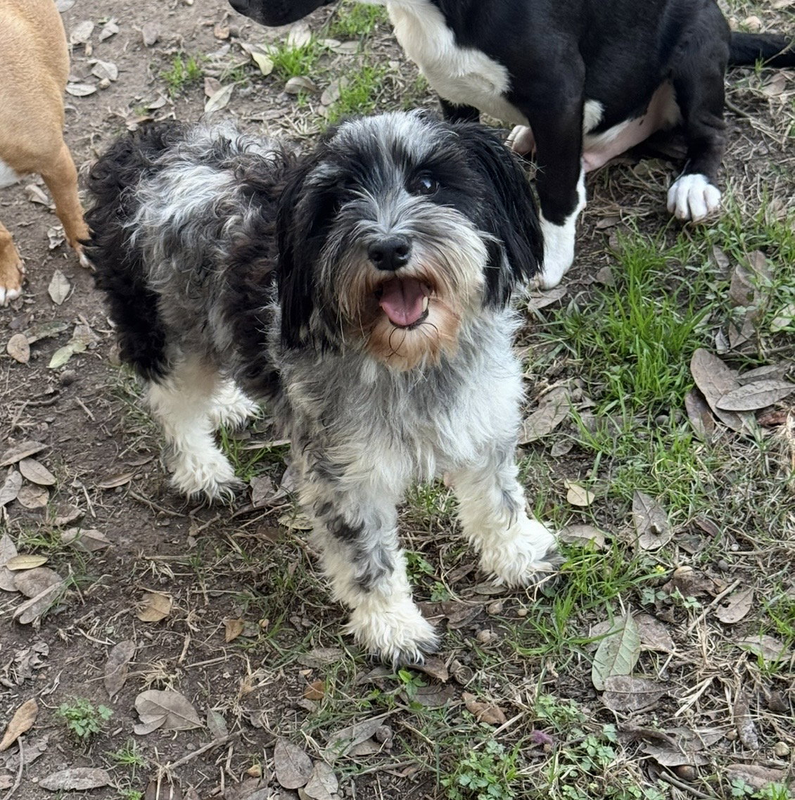 Schnauzer