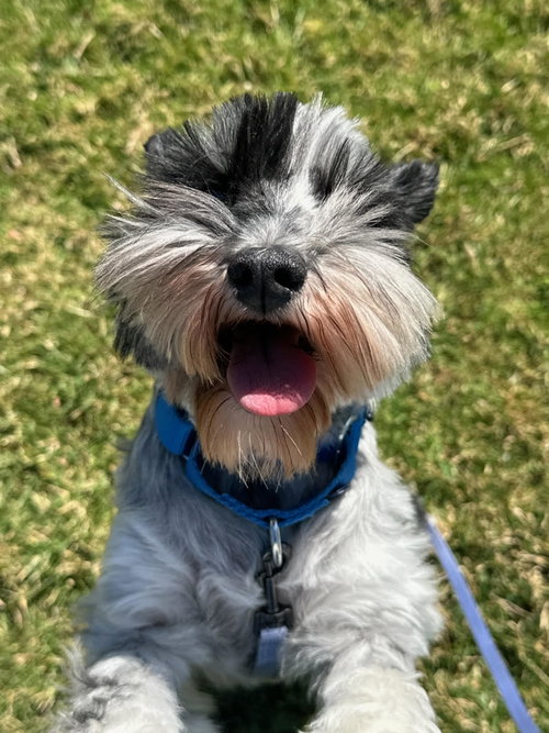 Mercedes- tiny princess, an adoptable Miniature Schnauzer in Oakhurst, NJ