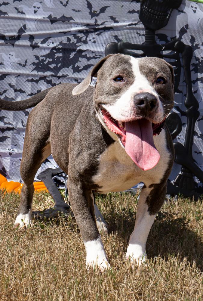 Pit Bull