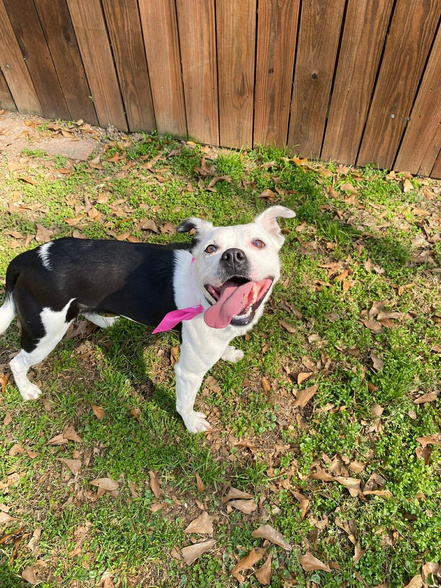 Luna- Loving Sidekick