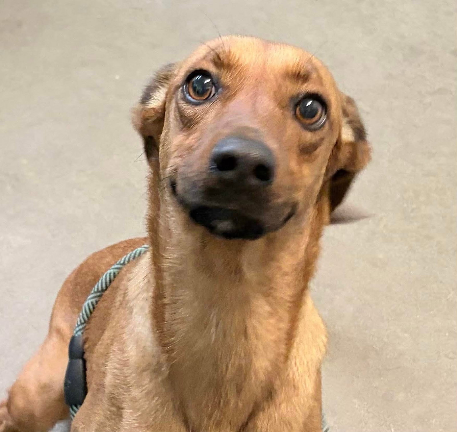 Dachshund